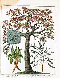 1795: Mandrake (bottom left) Sensitive plant (bottom