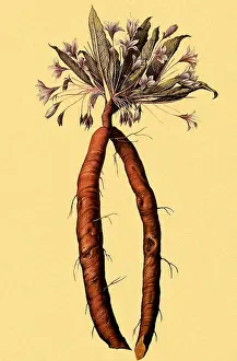 Spice: Mandrake, Mandragora autumnalis
