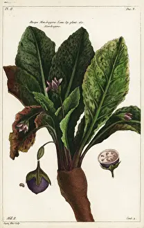 Quinze: Mandrake, Mandragora officinarum