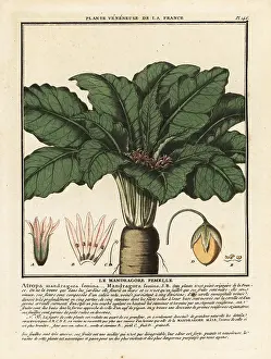 Mandrake: Mandrake, Mandragora officinarum