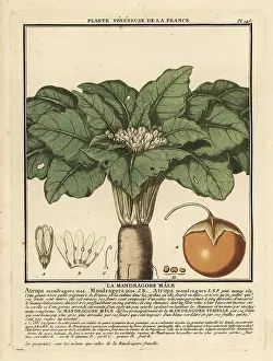 Mandrake: Mandrake, Mandragora officinarum