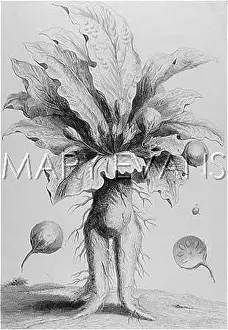 Mandrake: MANDRAKE PLANT