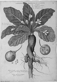 Rituals: Mandrake Root, Alchemy Plant