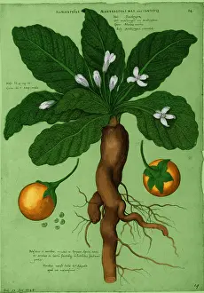 Rituals: Mandrake Root, Alchemy Plant