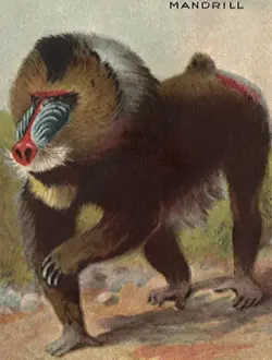Apes: Mandrill