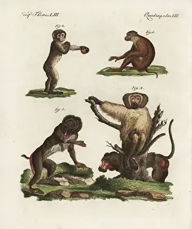 Kinder: Mandrill, baboon, Barbary macaque and southern