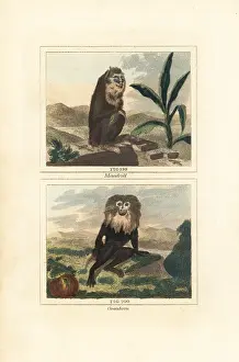 Mandrill: Mandrill and endangered wanderoo