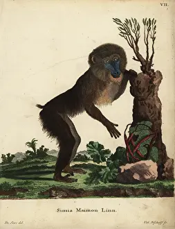 Seve: Mandrill male, Mandrillus sphinx. Vulnerable