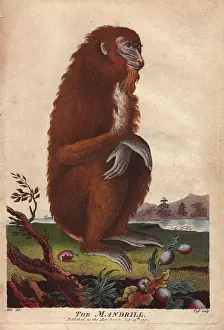 Sibly: Mandrill, Mandrillus sphinx