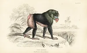 Baboon: Mandrill, Mandrillus sphinx
