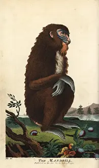 Sibly: Mandrill, Mandrillus sphinx, female