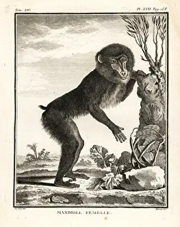 Seve: Mandrill, Mandrillus sphinx. Female