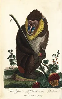 Sibly: Mandrill, Mandrillus sphinx, male