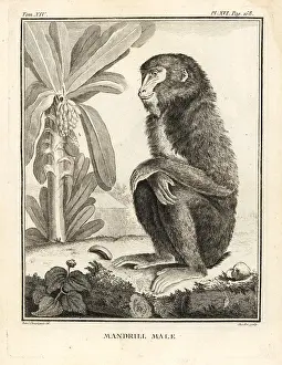Seve: Mandrill, Mandrillus sphinx. Male