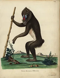 Mandrill: Mandrill, Mandrillus sphinx. Vulnerable