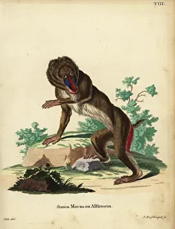 Mandrill: Mandrill, Mandrillus sphinx. Vulnerable