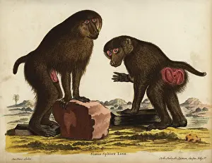 Linn: Mandrill pair, Mandrillus sphinx. Vulnerable