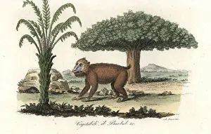 Mandrill: Mandrill (vulnerable) under a baobab tree