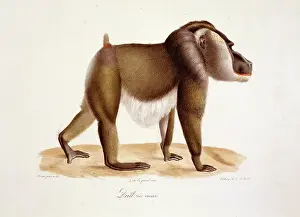 Simia: Mandrillus leucophaeus, drill
