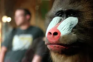 Cercopithecinae: Mandrillus sphinx, mandrill