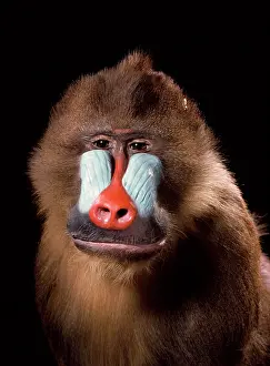 Cercopithecinae: Mandrillus sphinx, mandrill