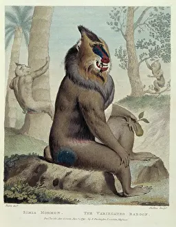 Baboon: Mandrillus sphinx, mandrill