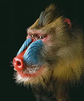 Furry: Mandrillus sphinx, mandrill
