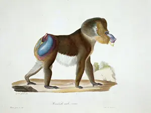 Simia: Mandrillus sphinx, mandrill
