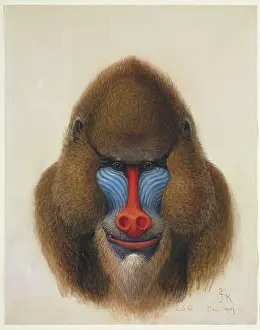 Simia: Mandrillus sphinx, Mandrill