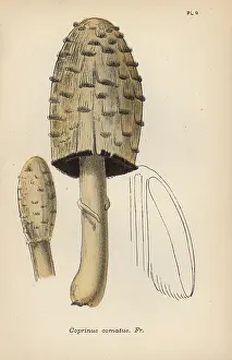 Mordecai: Maned agaric, Coprinus comatus