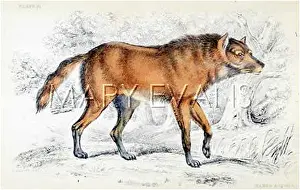 Maned: MANED AGUARA DOG