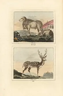 Quadrupeds: Maned sheep and chital deer