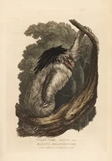 Tridactylus: Maned sloth, Bradypus torquatus. Vulnerable