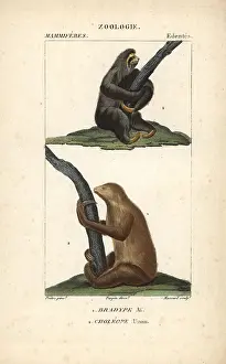 Maned three-toed sloth, Bradypus torquatus