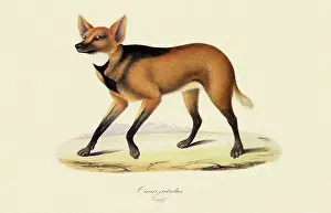 Wolves: Maned Wolf