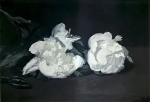 Branche: MANET, Edouard. Branch of White Peonies
