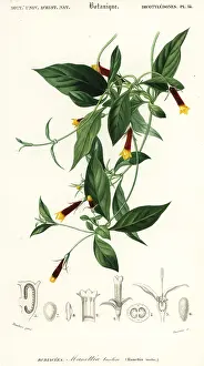 Louis Joseph Edouard Maubert: Manettia luteorubra