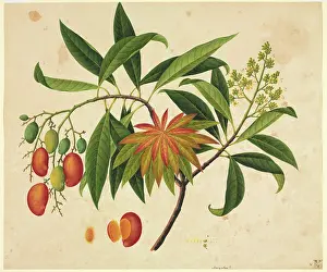 Indica: Mangifera indica, mango