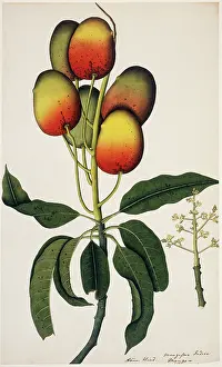 Fleming: Mangifera indica, mango