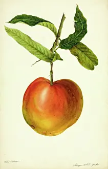 Trochilidae: Mangifera indica, mango