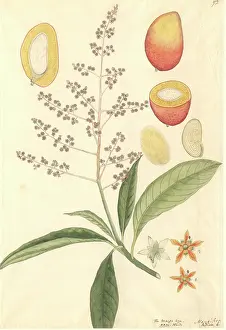 Juicy: Mangifera sp. mango