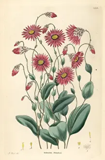 Timeless: Mangles rhodanthe, Rhodanthe manglesii
