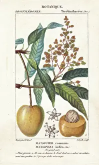 Scienze: Mango fruit and section, Mangifera indica