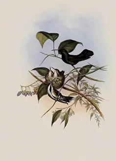 Mango: The Mango, Lampornis Mango