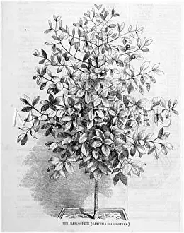 Mango: MANGO TREE (B&W)