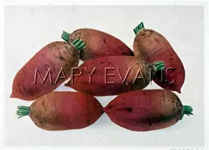 Mangold: MANGOLD RED INTERMEDIATE
