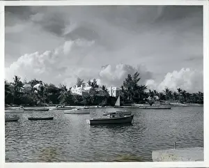 Mangrove: Mangrove Bay, Bermuda