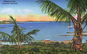 Mangrove: Mangrove Bay, Somerset, Bermuda