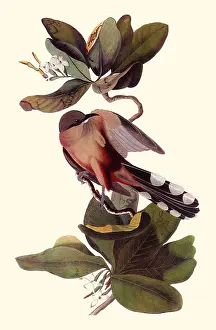 Mangrove: Mangrove Cuckoo