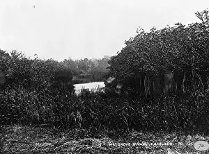 Mangrove: Mangrove swamp in Bermuda 1873